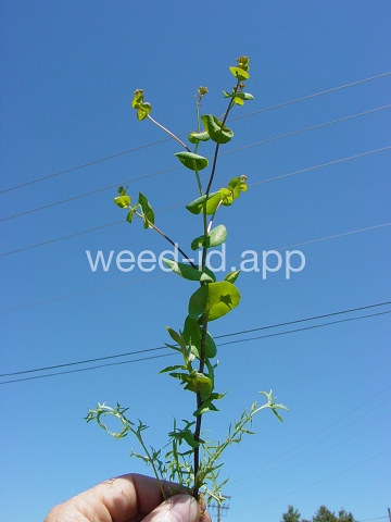pepperweed, clasping